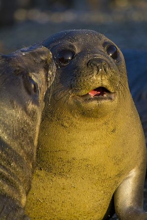 Gold Harbour, South Georgia Island 400.jpg